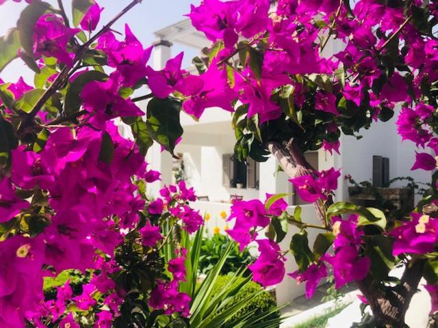 La Bastide Apartment Skyros Exterior photo